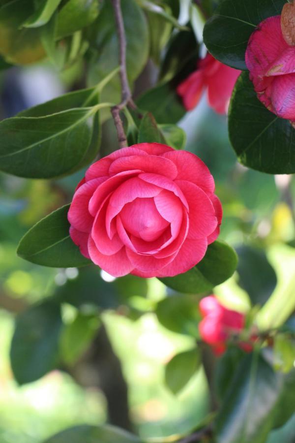 Camellia Guesthouse Anilio Pelion Eksteriør billede